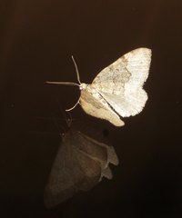 Colostygia aptata
