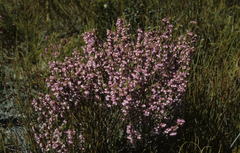 Erica gnaphaloides