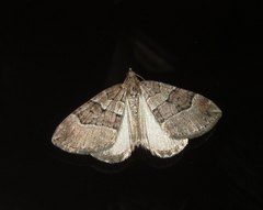 Thera cognata