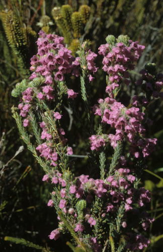 Image of Erica amoena by (c) Tom Lloyd Evans, some rights reserved (CC BY-SA)