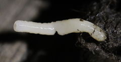 Cestoda