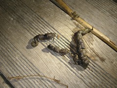 Cestoda