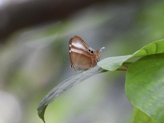 Abisara savitri