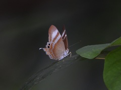 Abisara savitri