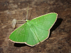 Ornithospila bipunctata