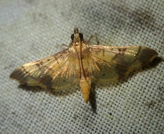 Orphanostigma angustale