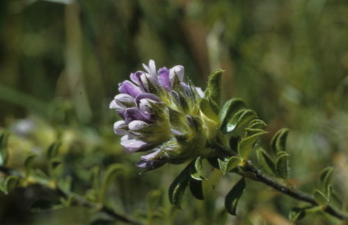 Image of Peninsula Dottypea (Psoralea fruticans) by (c) Tom Lloyd Evans, some rights reserved (CC BY-SA)