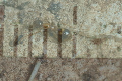 Temnothorax recedens