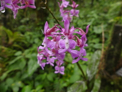 Epidendrum nanegalense
