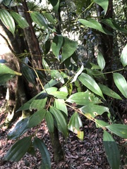 Cinnamomum subavenium
