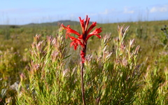 Tritoniopsis burchellii