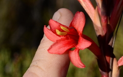 Tritoniopsis burchellii