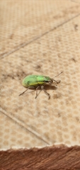 Pantomorus viridisquamosus