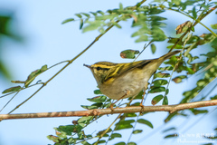 Phylloscopus proregulus