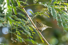 Phylloscopus proregulus