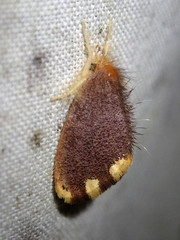 Orvasca bicolor