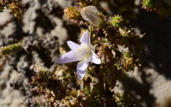Roella arenaria