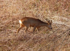 Capreolus capreolus