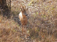 Capreolus capreolus