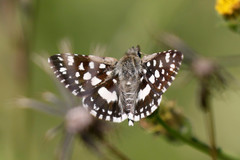 Ernsta dromus