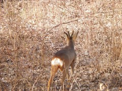 Capreolus capreolus