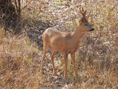 Capreolus capreolus