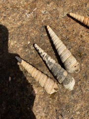 Turritella