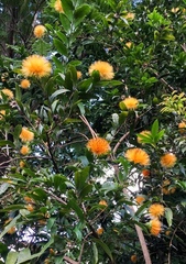 Stifftia chrysantha
