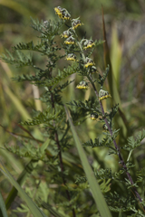 Artemisia macrantha