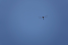 Tramea transmarina euryale