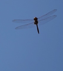 Tramea transmarina euryale