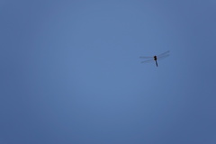 Tramea transmarina euryale