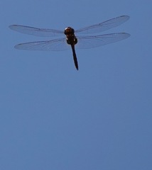 Tramea transmarina euryale