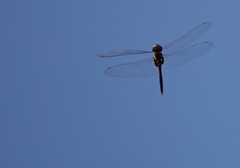 Tramea transmarina euryale