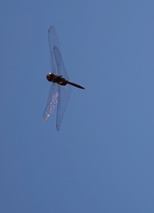 Tramea transmarina euryale
