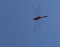 Tramea transmarina euryale