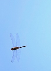 Tramea transmarina euryale
