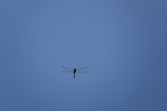 Tramea transmarina euryale
