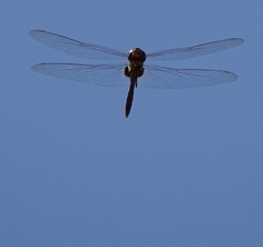 Tramea transmarina euryale