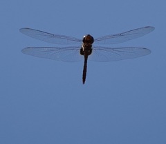 Tramea transmarina euryale