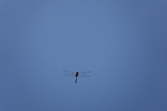 Tramea transmarina euryale