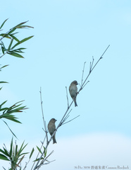 Carpodacus erythrinus