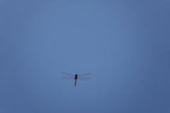 Tramea transmarina euryale