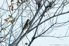 Carpodacus erythrinus