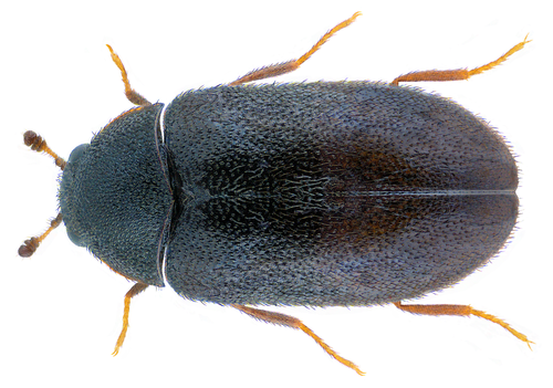 Globicornis nigripes