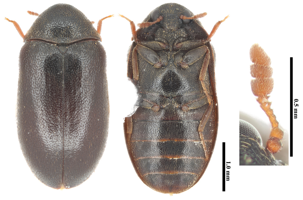 Globicornis corticalis