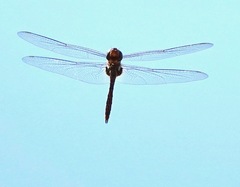 Tramea transmarina euryale