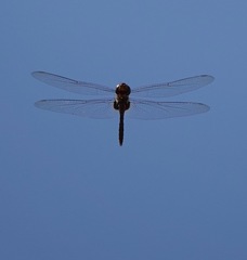 Tramea transmarina euryale