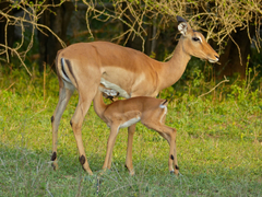 Impala photo 3