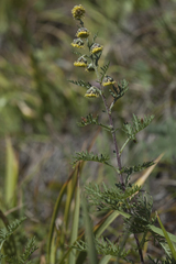Artemisia macrantha